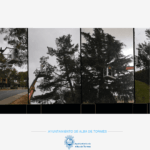 Alba de Tormes retira bolsones de procesionaria del pino en El Pinar y otras zonas verdes del municipio Alba de Tormes retira bolsones de procesionaria del pino en El Pinar y otras zonas verdes del municipio