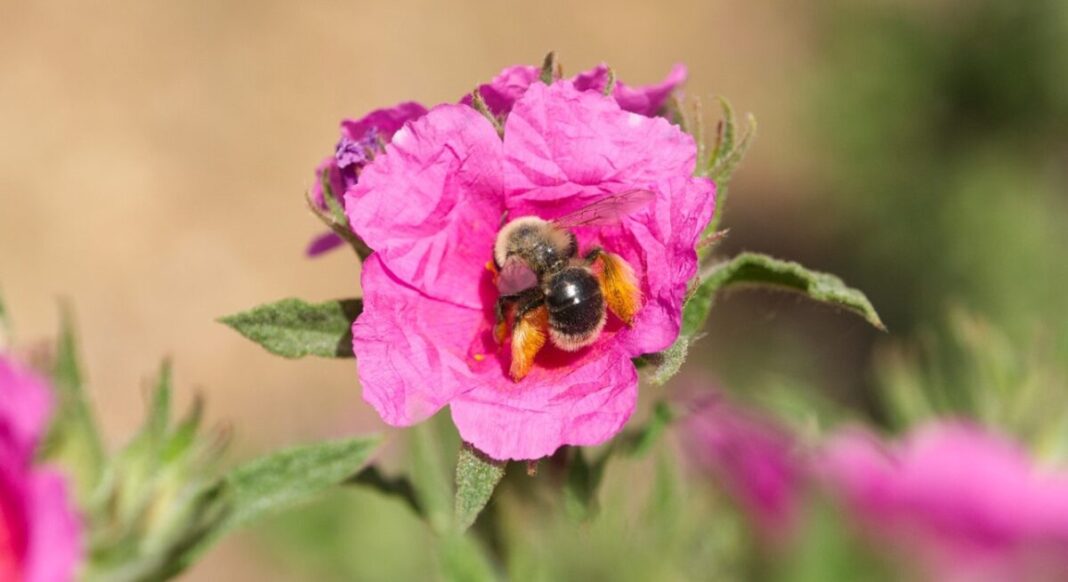Doñana concentra un tercio de las abejas conocidas en la península ibérica