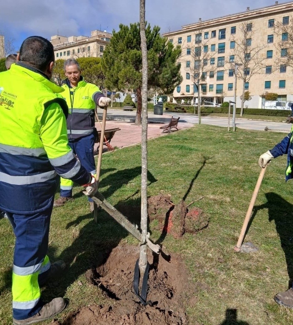 Salamanca repondrá cerca de 500 árboles en los próximos meses en toda la ciudad